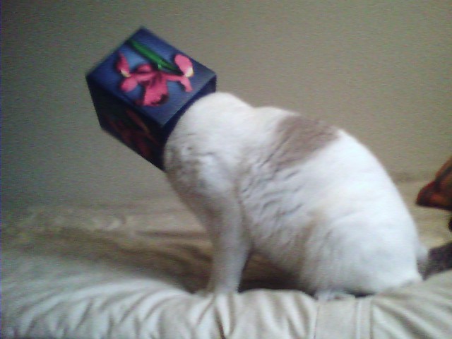 Cat in box